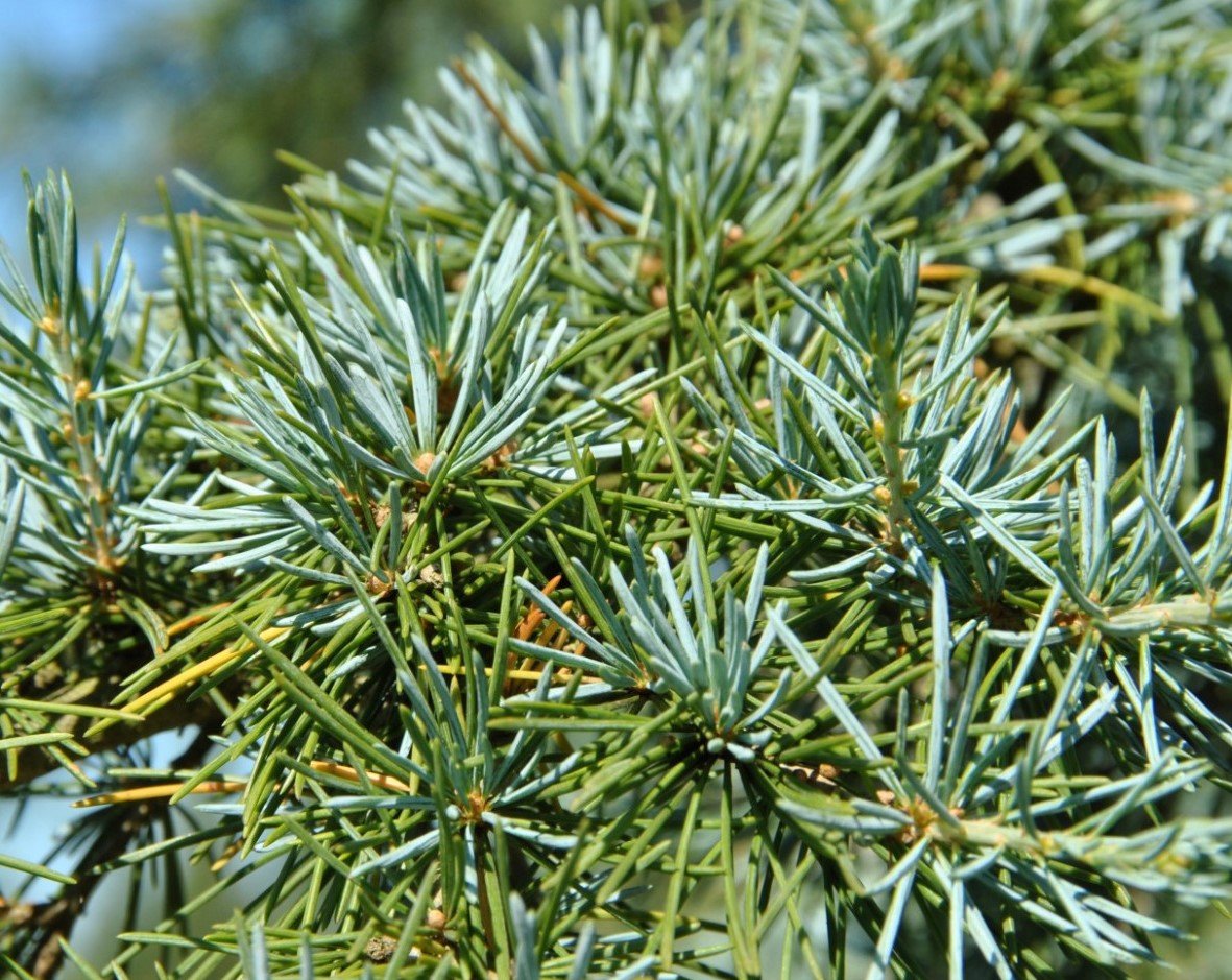 Кедр гималайский Карл Фукс